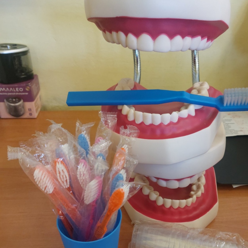 Szczoteczki, model zębów