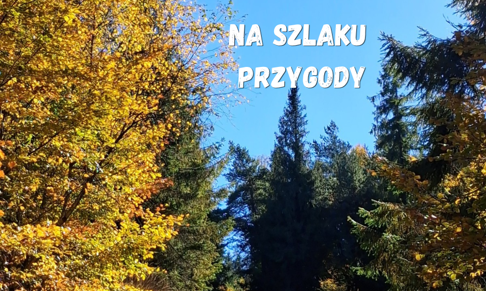 drzewa jesienne w lesie